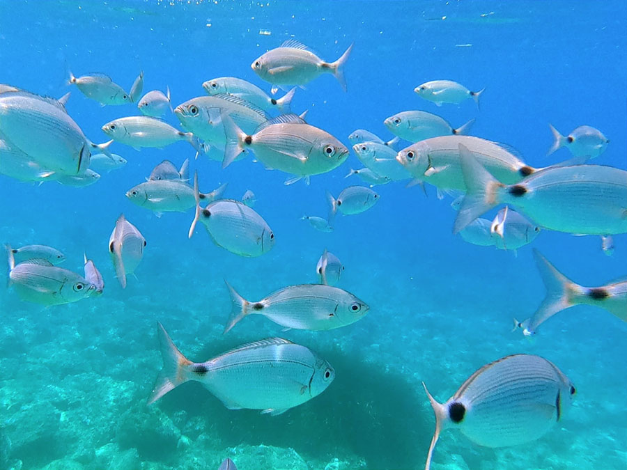Autodemolizioni Muntoni Rolando | Autodemolizioni Olbia