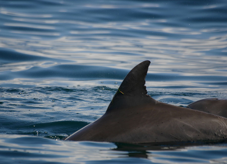 Autodemolizioni Muntoni Rolando | Autodemolizioni Olbia